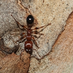 Podomyrma gratiosa at Higgins, ACT - 1 Mar 2025 08:17 AM