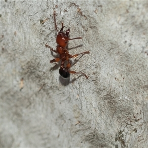 Podomyrma gratiosa at Higgins, ACT - 1 Mar 2025 08:17 AM