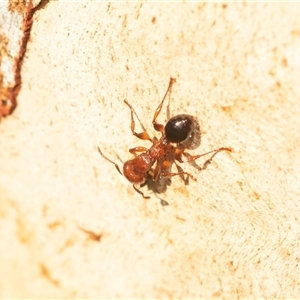 Podomyrma gratiosa at Higgins, ACT - 1 Mar 2025 08:17 AM