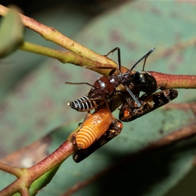 Eurymeloides adspersa (Gumtree hopper) at Weston, ACT - 17 Feb 2025 by AlisonMilton