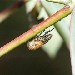 Unidentified Leafhopper or planthopper (Hemiptera, several families) at Weston, ACT - 17 Feb 2025 by AlisonMilton