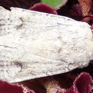 Proteuxoa amaurodes at Mount Stuart, TAS - suppressed