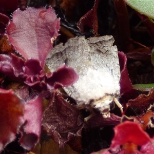 Proteuxoa amaurodes at Mount Stuart, TAS - suppressed