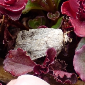 Proteuxoa amaurodes at Mount Stuart, TAS - suppressed
