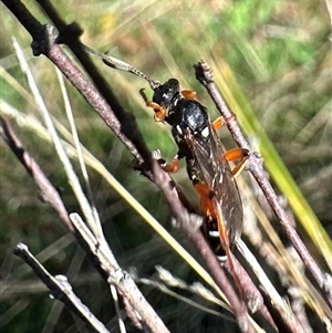 Ichneumon promissorius (Banded caterpillar parasite wasp) at Bullocks Flat, NSW - 1 Mar 2025 by Pirom