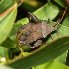 Amorbus (genus) (Eucalyptus Tip bug) at Weston, ACT - 17 Feb 2025 by AlisonMilton