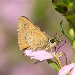 Dispar compacta (Barred Skipper) at Acton, ACT - 1 Mar 2025 by rawshorty