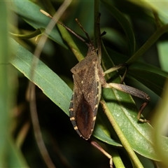 Amorbus (genus) (Eucalyptus Tip bug) at Weston, ACT - 17 Feb 2025 by AlisonMilton