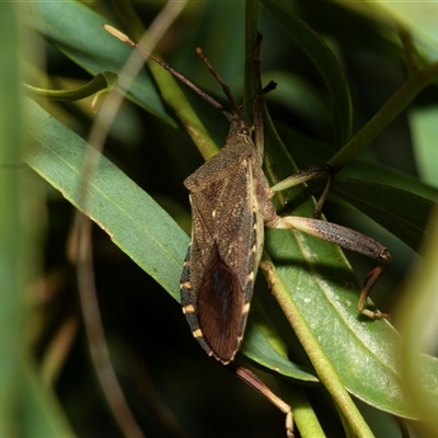 Amorbus sp. (genus) (Eucalyptus Tip bug) at Weston, ACT - 17 Feb 2025 by AlisonMilton