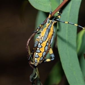 Amorbus (genus) (Eucalyptus Tip bug) at Weston, ACT - 17 Feb 2025 by AlisonMilton