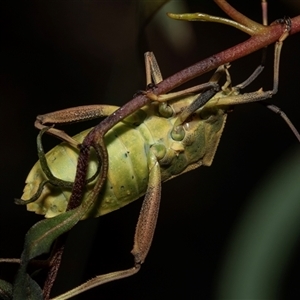 Amorbus sp. (genus) (Eucalyptus Tip bug) at Weston, ACT - 17 Feb 2025 by AlisonMilton