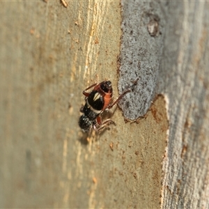 Unidentified Other true bug at Higgins, ACT - Today by AlisonMilton