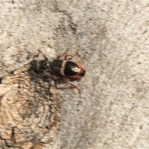 Lemidia accincta at Higgins, ACT - 1 Mar 2025 08:12 AM