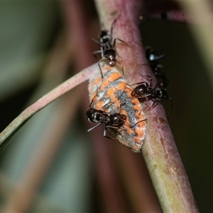 Monophlebulus sp. (genus) at Weston, ACT - 17 Feb 2025 11:30 AM