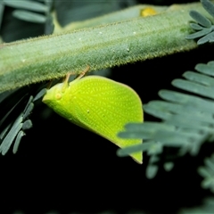 Siphanta acuta (Green planthopper, Torpedo bug) at Weston, ACT - 17 Feb 2025 by AlisonMilton