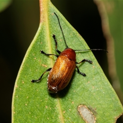 Aporocera sp. (genus) (Unidentified Aporocera leaf beetle) at Weston, ACT - 17 Feb 2025 by AlisonMilton