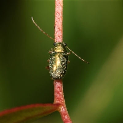 Eboo sp. (genus) (Eboo leaf beetle) at Weston, ACT - 17 Feb 2025 by AlisonMilton