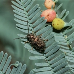 Eboo sp. (genus) (Eboo leaf beetle) at Weston, ACT - 17 Feb 2025 by AlisonMilton