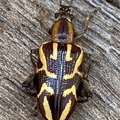 Mecynodera coxalgica (Leaf beetle) at Bonny Hills, NSW - Today by pls047