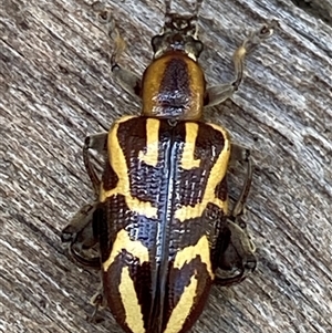 Mecynodera coxalgica (Leaf beetle) at Bonny Hills, NSW - 1 Mar 2025 by pls047