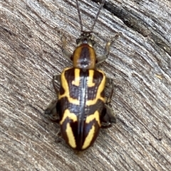 Mecynodera coxalgica at Bonny Hills, NSW - suppressed