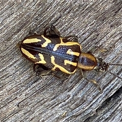 Mecynodera coxalgica at Bonny Hills, NSW - suppressed