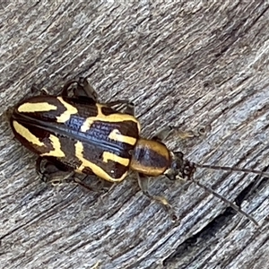 Mecynodera coxalgica at Bonny Hills, NSW - suppressed