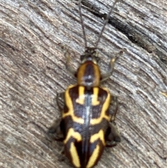 Mecynodera coxalgica at Bonny Hills, NSW - suppressed