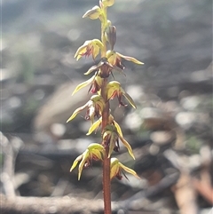 Corunastylis clivicola (Rufous midge orchid) at Acton, ACT - 1 Mar 2025 by Bubbles