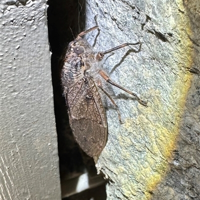 Tettigarcta crinita (Alpine Hairy Cicada) at Thredbo, NSW - 28 Feb 2025 by Pirom