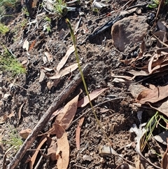 Speculantha rubescens (Blushing Tiny Greenhood) at Acton, ACT - 1 Mar 2025 by Bubbles