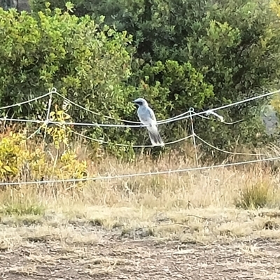 Coracina novaehollandiae (Black-faced Cuckooshrike) at Yass River, NSW - 24 Jan 2025 by 120Acres