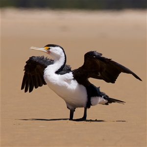 Phalacrocorax varius (Pied Cormorant) at Potato Point, NSW - 21 Feb 2025 by jb2602