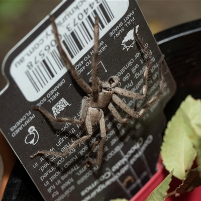 Isopedella pessleri (A huntsman spider) at Higgins, ACT - 1 Mar 2025 by AlisonMilton