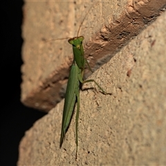 Orthodera ministralis at Higgins, ACT - 1 Mar 2025 by AlisonMilton