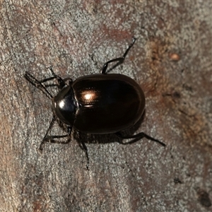 Chalcopteroides spectabilis at Higgins, ACT - Yesterday 08:27 AM