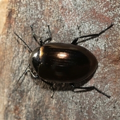 Chalcopteroides spectabilis at Higgins, ACT - Yesterday 08:27 AM