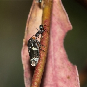 Eurymeloides marmorata at Higgins, ACT - 1 Mar 2025 12:38 PM