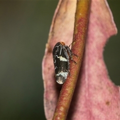 Eurymeloides marmorata at Higgins, ACT - 1 Mar 2025 12:38 PM