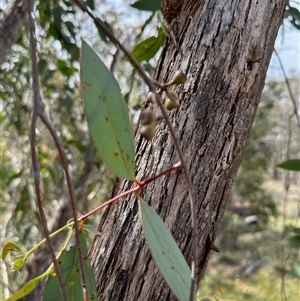 Eucalyptus dives at Colinton, NSW - 28 Feb 2025 03:24 PM