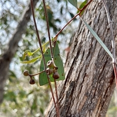 Eucalyptus dives at Colinton, NSW - 28 Feb 2025 03:24 PM