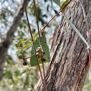 Eucalyptus dives at Colinton, NSW - 28 Feb 2025 03:24 PM