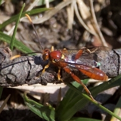 Labium sp. (genus) (An Ichneumon wasp) at Bullocks Flat, NSW - 1 Mar 2025 by Pirom