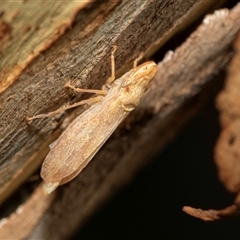 Stenocotis depressa (Leafhopper) at Higgins, ACT - 1 Mar 2025 by AlisonMilton