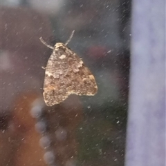 Halone coryphoea (Eastern Halone moth) at Yass River, NSW - 1 Mar 2025 by 120Acres