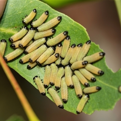 Paropsisterna cloelia (Eucalyptus variegated beetle) at Higgins, ACT - 1 Mar 2025 by AlisonMilton