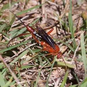 Lissopimpla excelsa at Wilsons Valley, NSW - 1 Mar 2025 11:07 AM