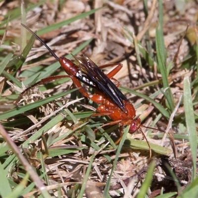 Lissopimpla excelsa (Orchid dupe wasp, Dusky-winged Ichneumonid) at Wilsons Valley, NSW - 1 Mar 2025 by Pirom