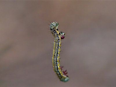 Chlenias belophora (Centreline Crest-moth) at Cotter River, ACT - 23 Nov 2024 by KorinneM