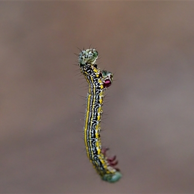 Chlenias belophora (Centreline Crest-moth) at Cotter River, ACT - 23 Nov 2024 by KorinneM